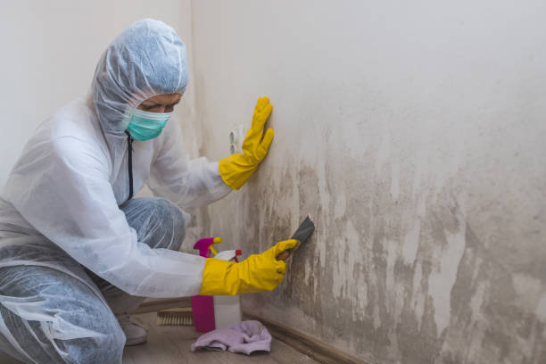 Office Mold Removal Services in Poinciana, FL