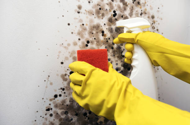 Best Home Mold Removal  in Poinciana, FL