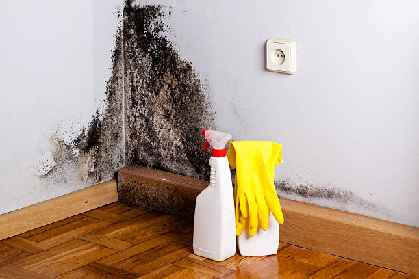 Best Emergency Mold Removal  in Poinciana, FL