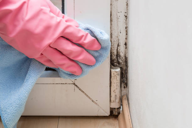 Best Fast Mold Removal  in Poinciana, FL